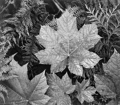 Close-up of leaves in Glacier National Park (1942)